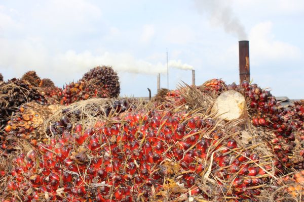 CASE STUDY-Beyond biogas-taking energy management in the palm oil sector to the next level